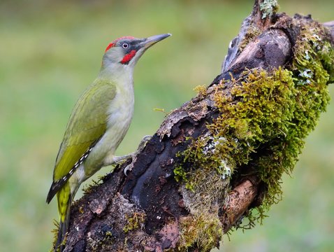 Male european green woodpecker on a branch