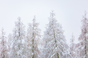 Winter forest with snow covered branches
