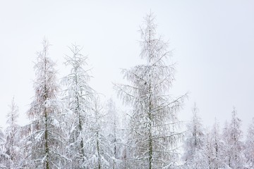 Winter forest with snow covered branches