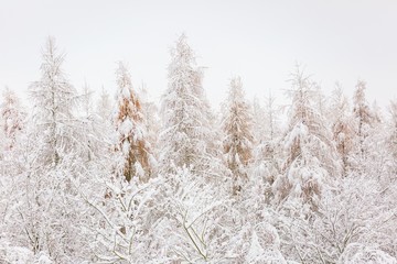 Winter forest with snow covered branches