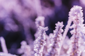 Frozen Erica