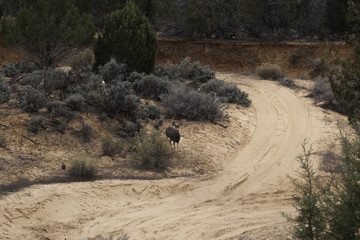 Sandy road through the wilderness