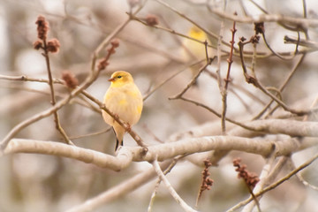 finch