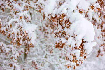 Beautiful winter trees branches with a lot of snow