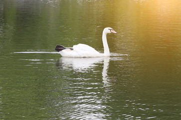 A white swan in the water
