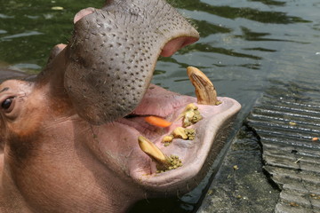 Hippo is eating