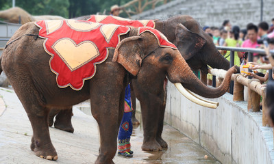 Tourists is feeding elephant