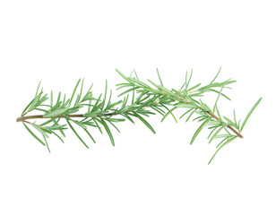 Twig of rosemary on a white background