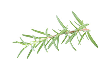 Twig of rosemary on a white background