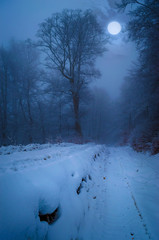 Fototapeta premium Full moon in foggy winter forest