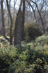 Fototapeta premium Árboles y bosques. 