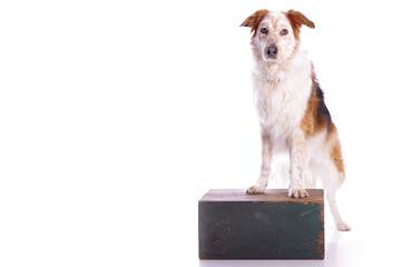 Hund vor weißem Hintergrund