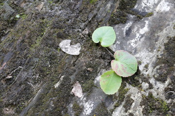 stones covered with lichens