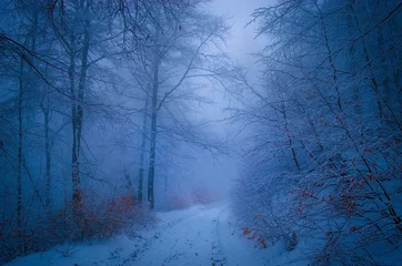 Fotobehang Evening in foggy winter forest © Olena Zn