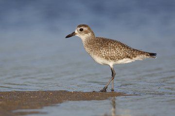 Black-bellied Plover in non-breeding plumage - St. Petersburg, F