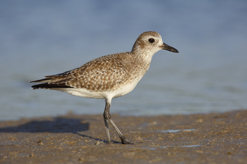 Black-bellied Plover in non-breeding plumage - St. Petersburg, F