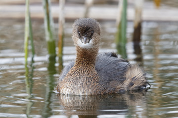 Pied-billed Grebe swimming in a cattail marsh - Florida