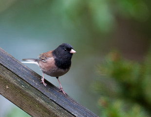 Dark-eyed Junco (Junco hyemalis), Gabriola Island, BC, Canada
