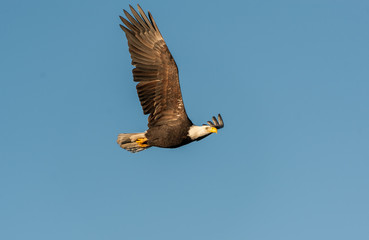 Bald Eagle (Haliaeetus leucocephalus) in flight, Gabriola Island, BC, Canada