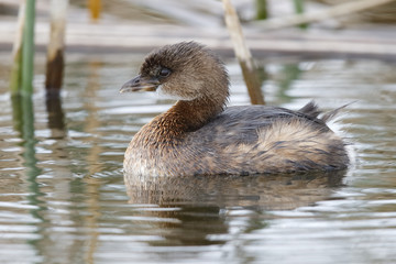 Pied-billed Grebe swimming in a cattail marsh - Florida