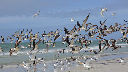 Flock of Black Skimmers Taking Flight - Florida