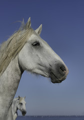 White Stallion on the Beach