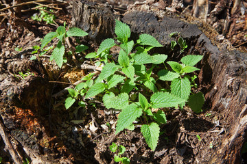 plants growing in stump