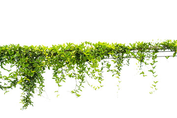 Ivy green with leaf on isolate white background