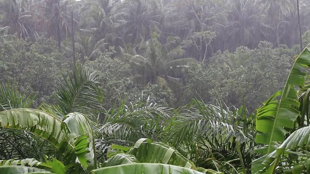 Tropical rain drops falling on the green palm tree leaves in island Koh Phangan, Thailand