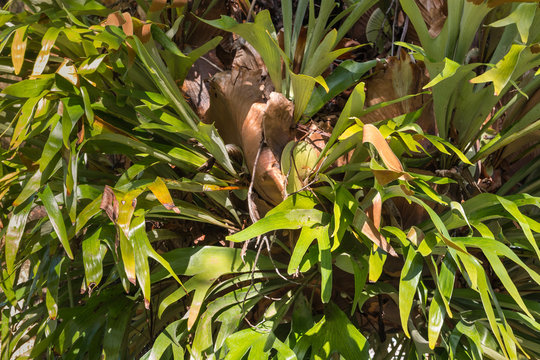 Closeup Of Epiphytic Bromeliad Growing In Rainforest