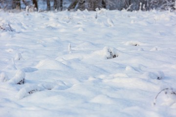 Plants under fresh snow