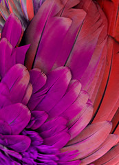 Obraz premium Purple and Red Macaw Feathers