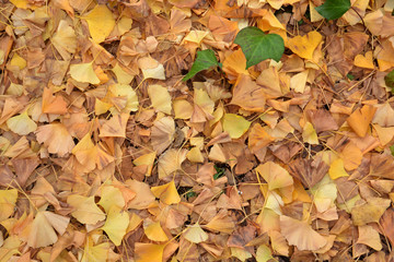 Autumn Leaves - Ginkgo; Maidenhair Trees