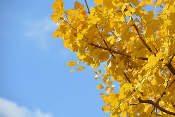 Autumn Leaves - Ginkgo; Maidenhair Trees