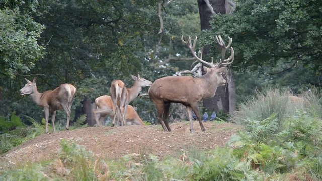 Red Deer, Deer, Cervus elaphus - Rut time.