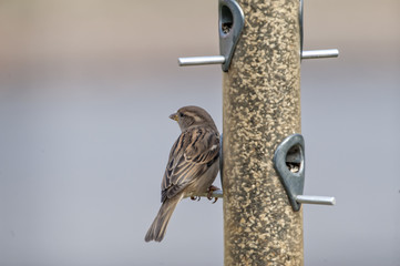 Female House Finch