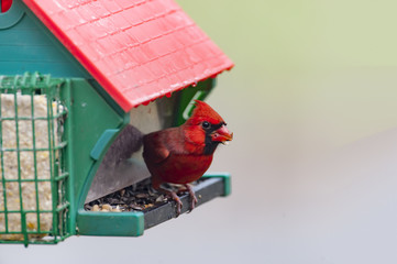 Male Cardinal