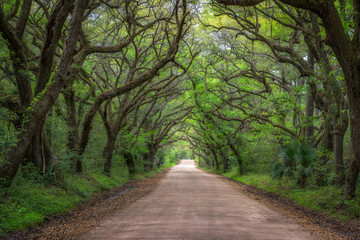 Botany Bay Road in South Carolina 