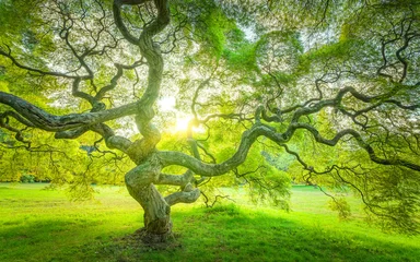 Rolgordijnen Japanese Maple Tree in Princeton New Jersey  © Michael