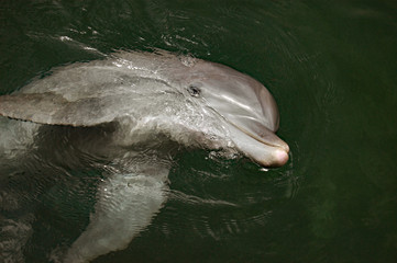 bottlenose dolphin looking up from the water