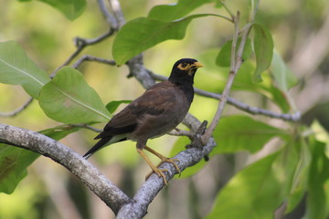 Acridotheres branches