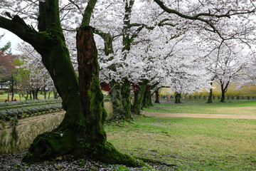 경주 대릉원의 벚꽃