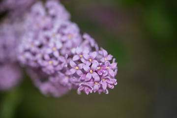 Small pink flowers on a branch close up
