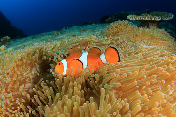 Naklejka na ściany i meble Clownfish anemonefish clown fish