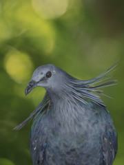 Nicobar Pigeon bird