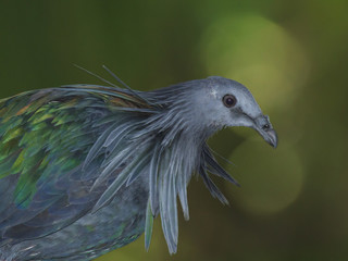 Nicobar Pigeon bird