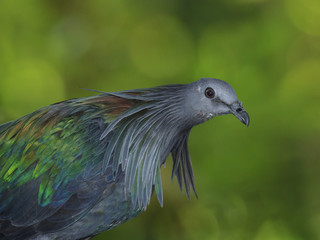 Nicobar Pigeon bird