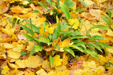 Autumnal Hosta Guacomole