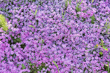 Obraz premium Forget-me-not (Myosotis) flower
