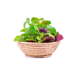 Red leaf vegetable Amaranth on white backgroun